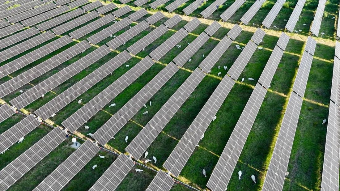 Solar and sheep?