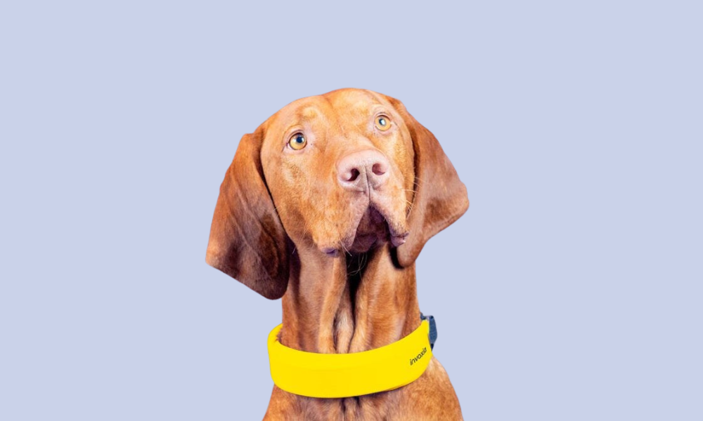 A new smartwatch... for your dog
