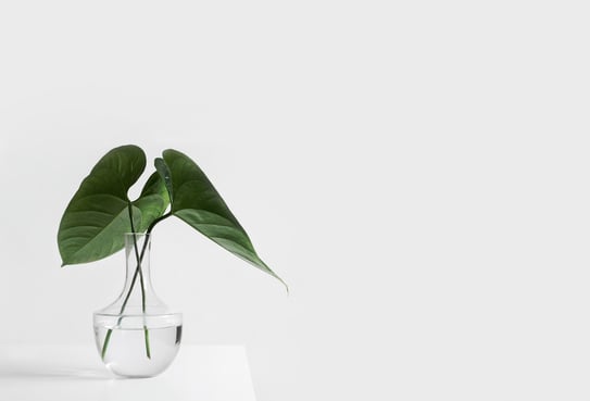 Artistic shot of a plant in a clear vase