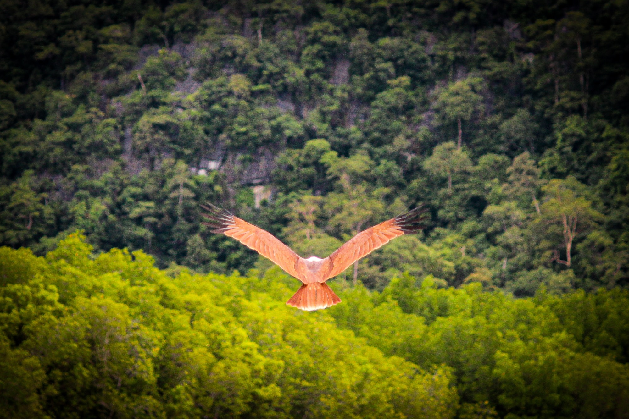 eagle flying over the forest