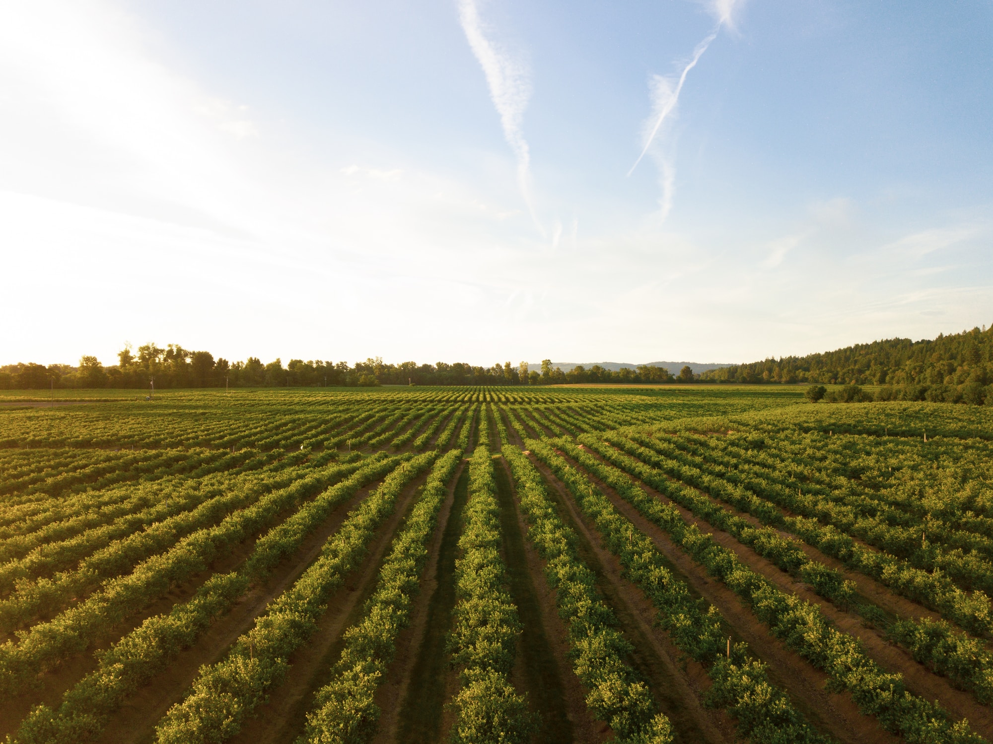 farmland fields