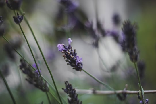 green bokeh and purple sharpnes