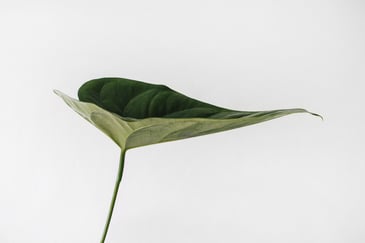 leaf on white background