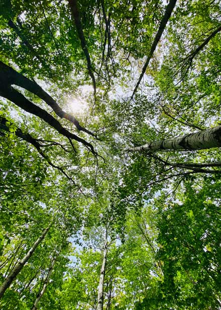 Trees in forest